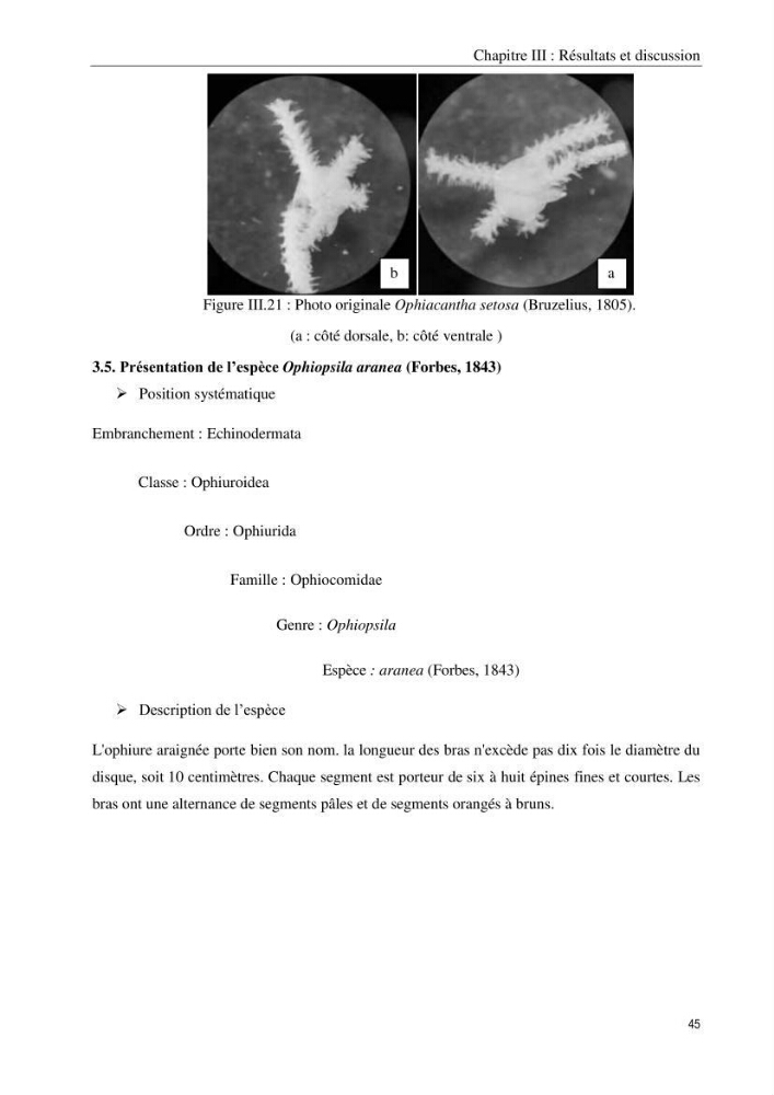 Inventaire et systematique des echinodermes de la côte Algérienne