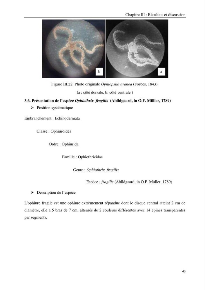 Inventaire et systematique des echinodermes de la côte Algérienne