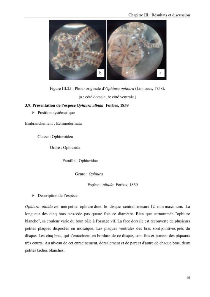 Inventaire et systematique des echinodermes de la côte Algérienne