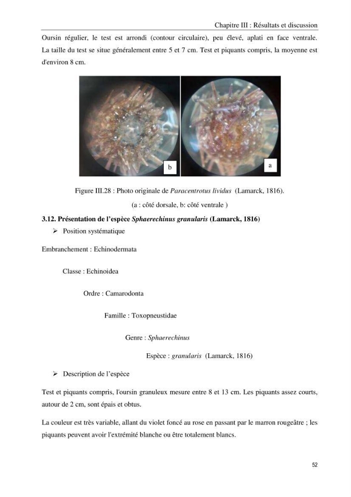 Inventaire et systematique des echinodermes de la côte Algérienne