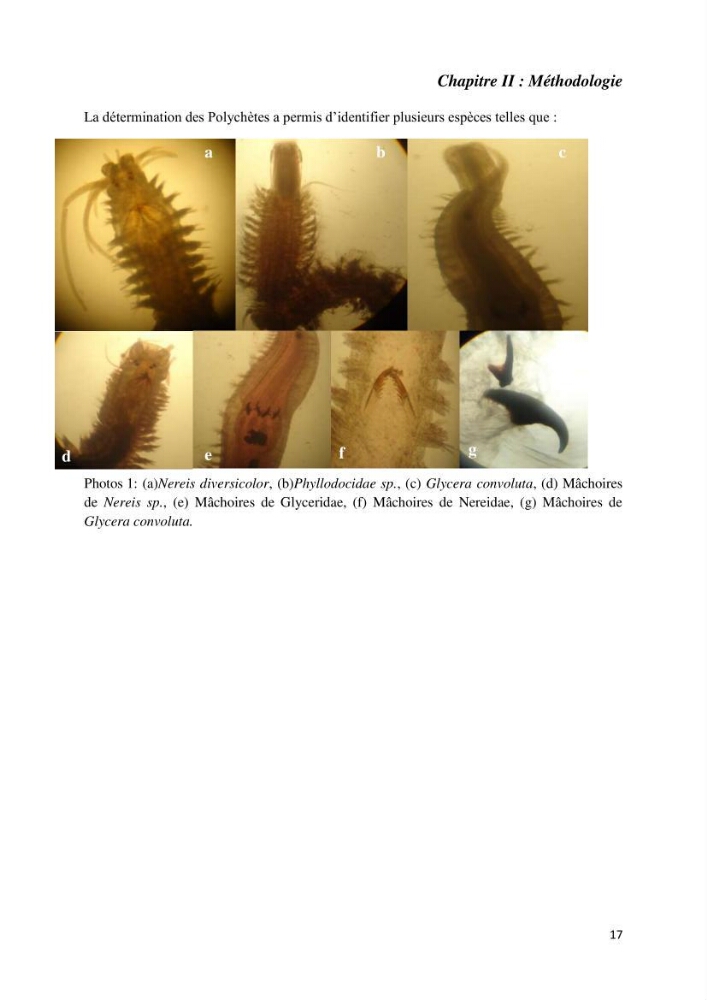 Actualisation de l’inventaire national des Polychètes de la côte algérienne