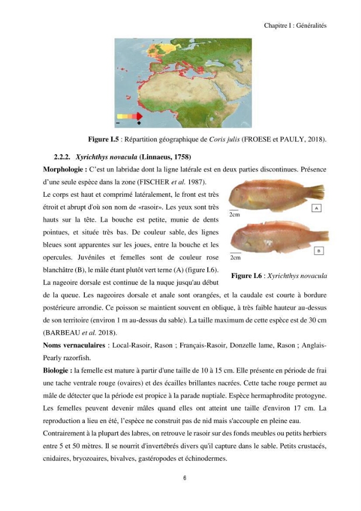 Contribution à l’étude comparative des stratégies alimentaires de cinq espèces de Labridae (Téléostéens, Perciformes) du bassin algérien.:
