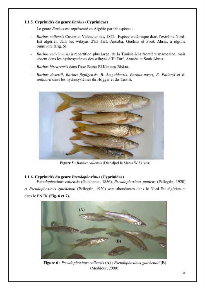 Inventaire de la parasitofaune des poissons dulcicoles d\'Algérie:
