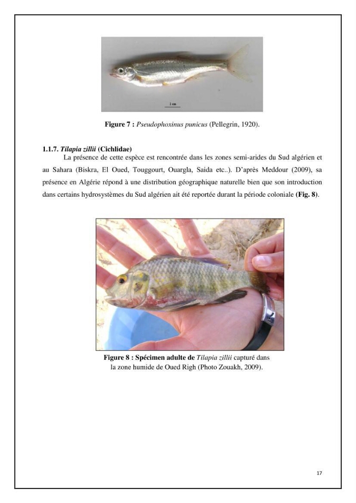 Inventaire de la parasitofaune des poissons dulcicoles d\'Algérie:
