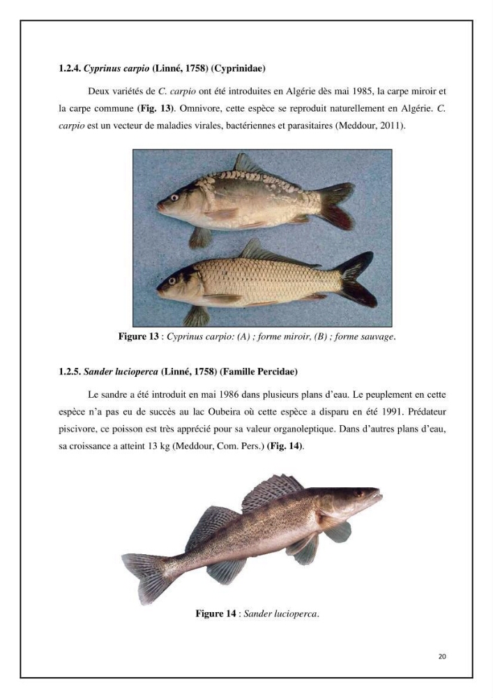 Inventaire de la parasitofaune des poissons dulcicoles d\'Algérie: