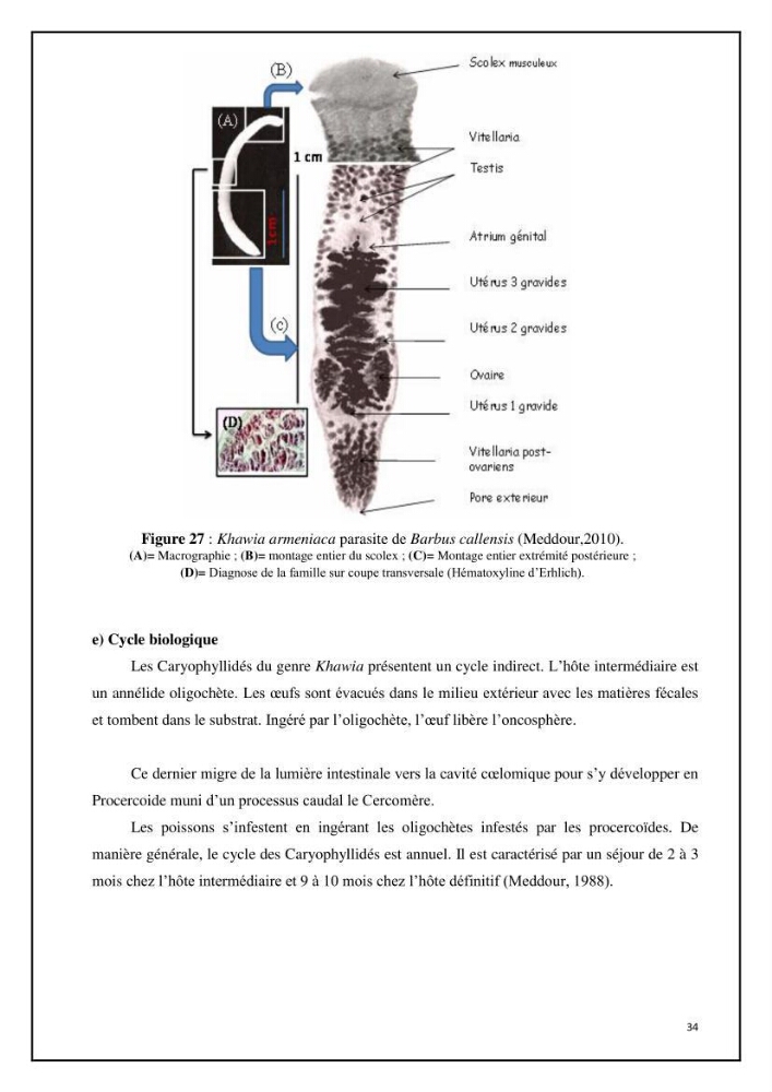 Inventaire de la parasitofaune des poissons dulcicoles d\'Algérie:
