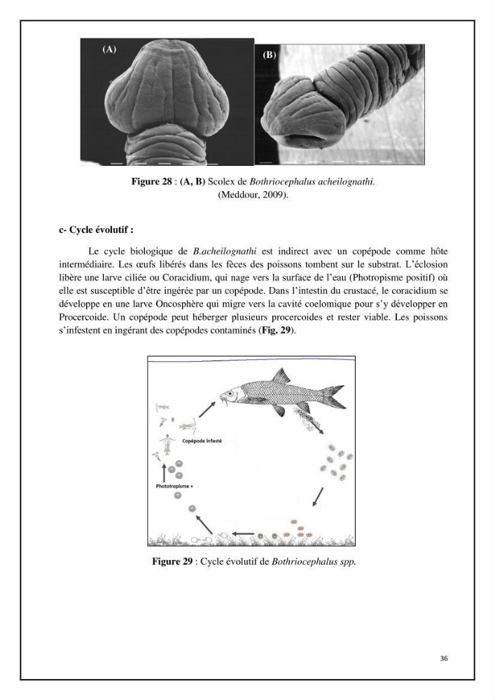 Inventaire de la parasitofaune des poissons dulcicoles d\'Algérie: