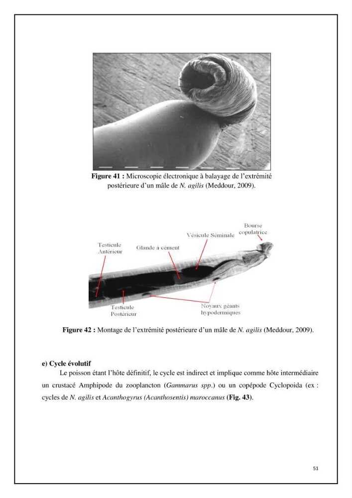 Inventaire de la parasitofaune des poissons dulcicoles d\'Algérie: