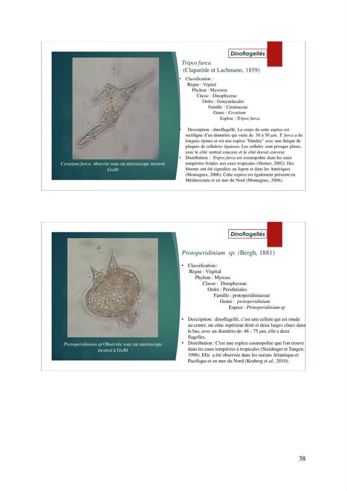 Inventaire des espèces introduites par les eaux de ballast et les coques des navires dans le port de Bejaia et un essai de compréhension de l’origine des espèces classées introduites au niveau de l’île Plane (Oran):