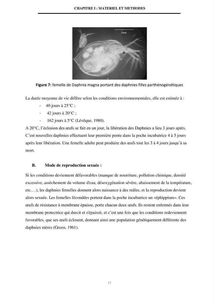 Mise en évidence des performances d\'un elevage d\'une souche de Daphnies: Daphnia magna