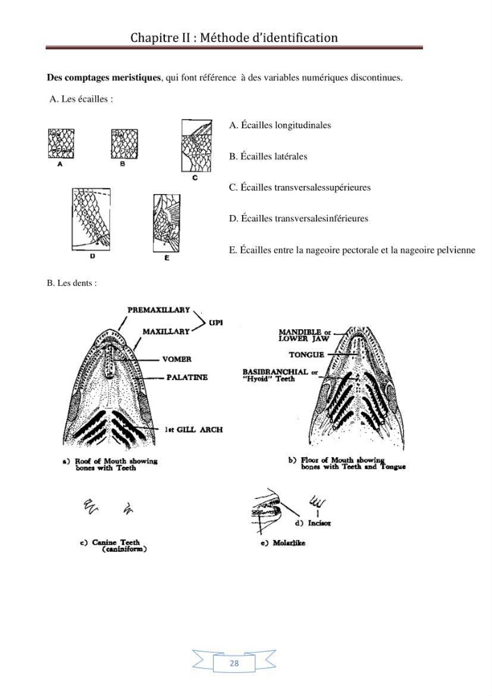 Recherche bibliographique sur les techniques de génétique moléculaire et leurs applications dans l\'identification des especes de poissons