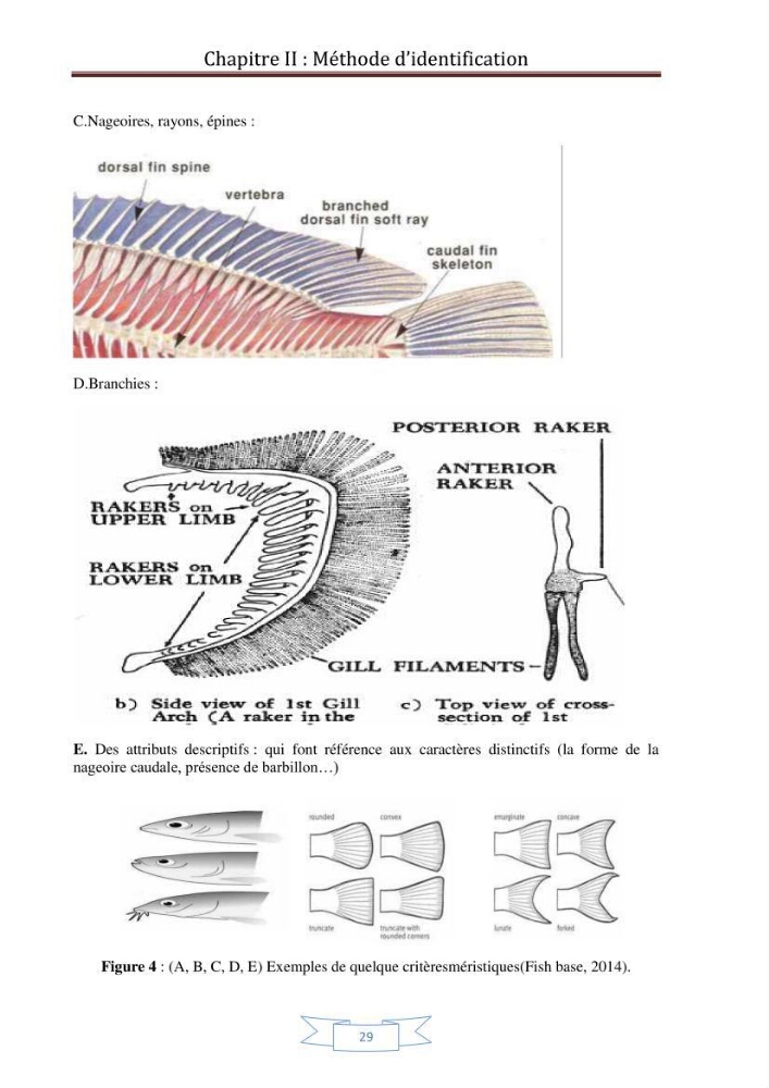 Recherche bibliographique sur les techniques de génétique moléculaire et leurs applications dans l\'identification des especes de poissons