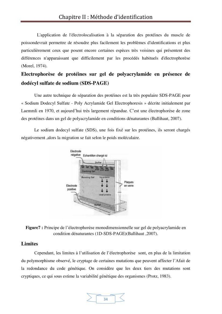 Recherche bibliographique sur les techniques de génétique moléculaire et leurs applications dans l\'identification des especes de poissons