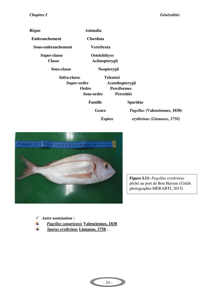 Contribution à l\'étude de l\'exploitation de Pagellus erythrinus ( Linnaeus,1758) dans la baie de Bou-Ismail: