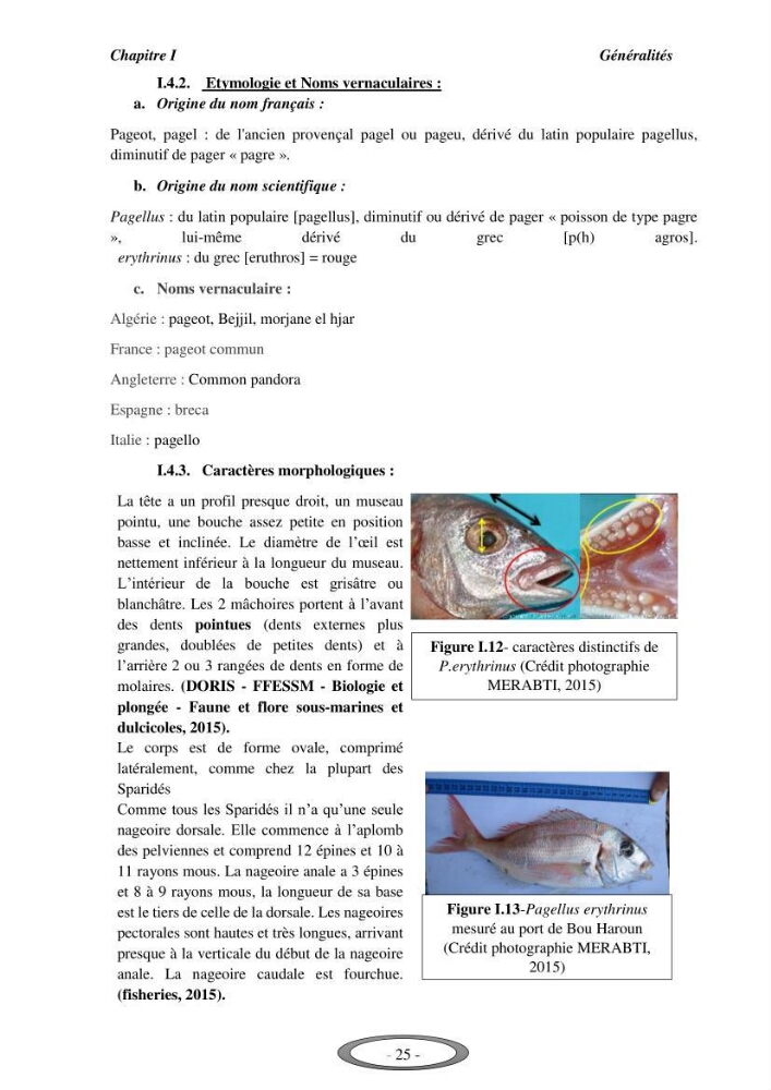 Contribution à l\'étude de l\'exploitation de Pagellus erythrinus ( Linnaeus,1758) dans la baie de Bou-Ismail: