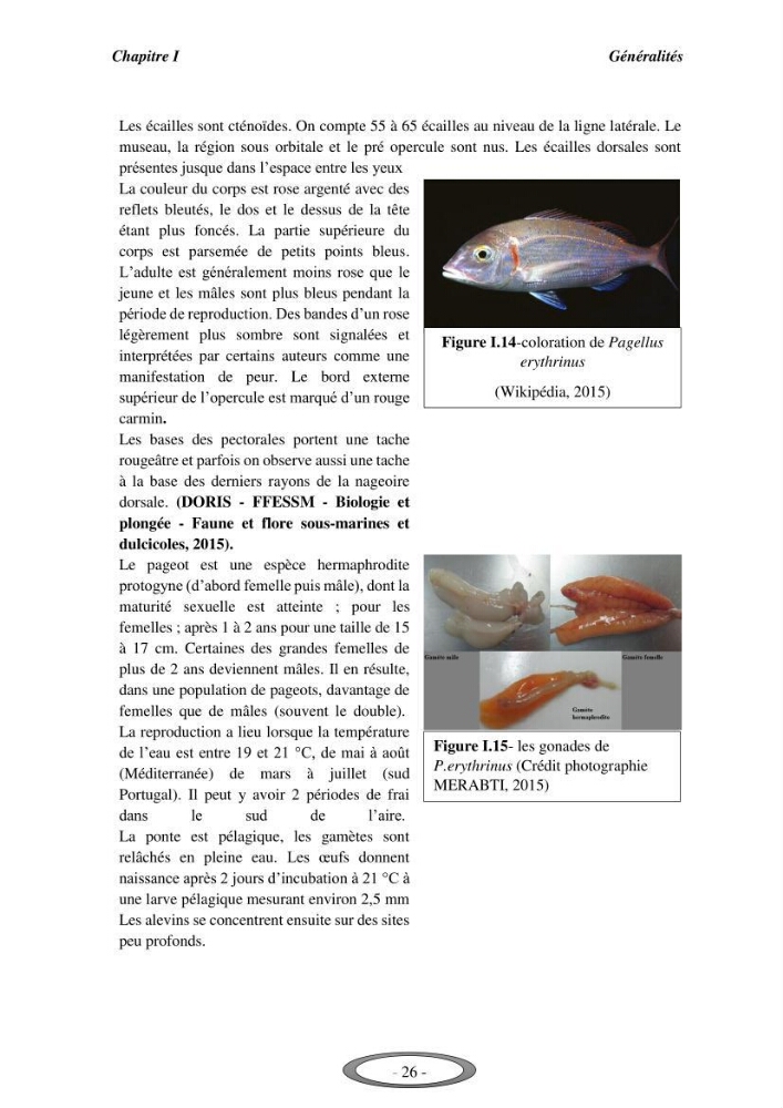 Contribution à l\'étude de l\'exploitation de Pagellus erythrinus ( Linnaeus,1758) dans la baie de Bou-Ismail: