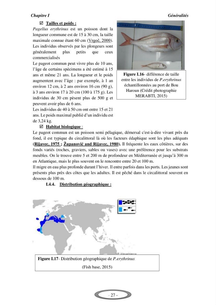 Contribution à l\'étude de l\'exploitation de Pagellus erythrinus ( Linnaeus,1758) dans la baie de Bou-Ismail: