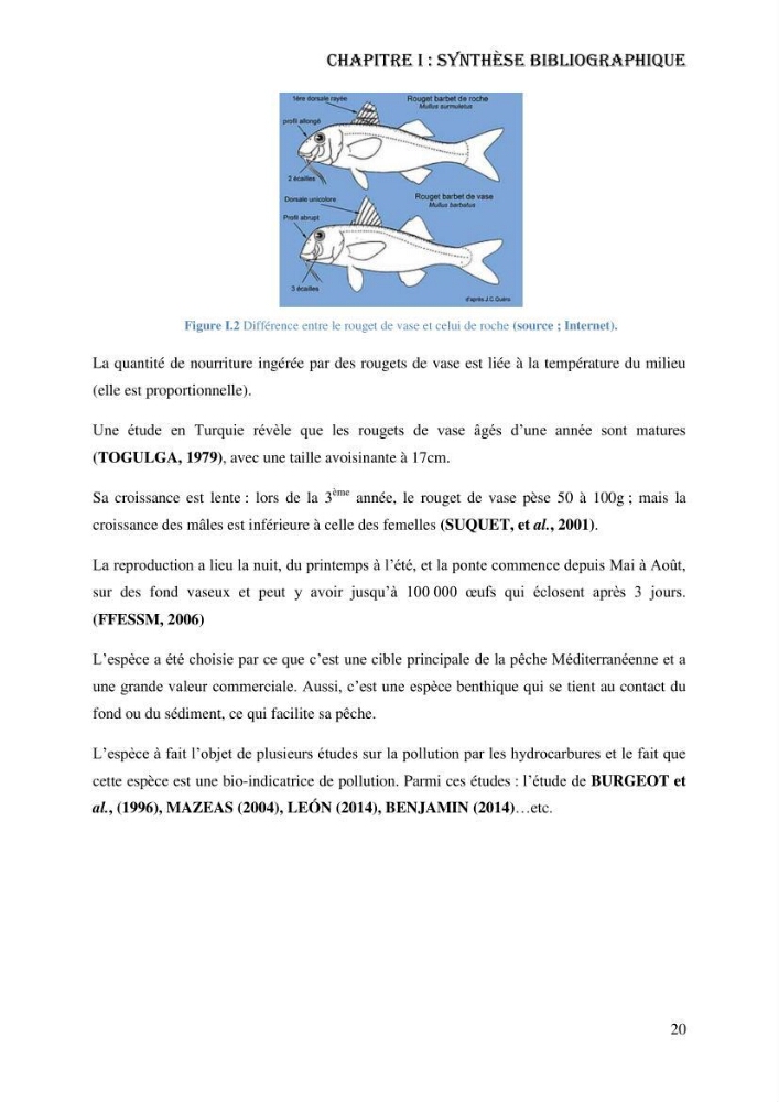 Evaluation de la vulnérabilité bio-morphosédimentaire de la baie de Bou-Ismail face à une pollution potentielle par les hydrocarbures