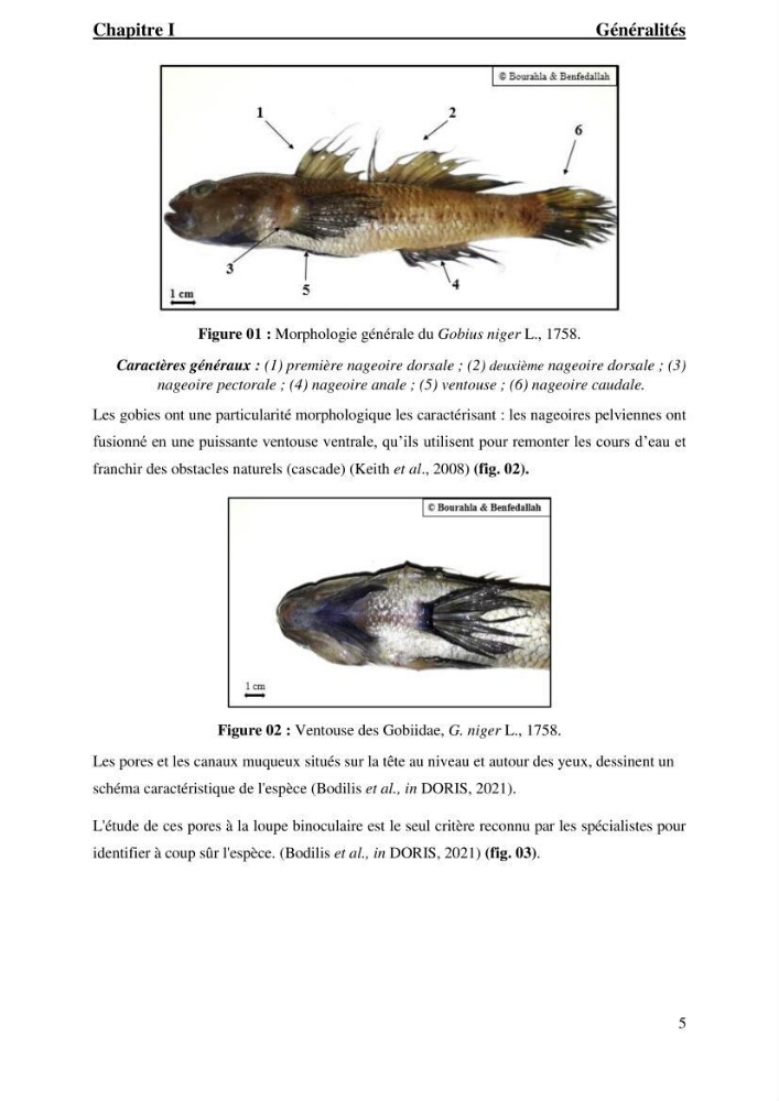Contribution à l’étude du gobie noir Gobius niger L., 1785 (Actinopterygii, Gobiiformes) de la côte algérienne : dynamique des populations.