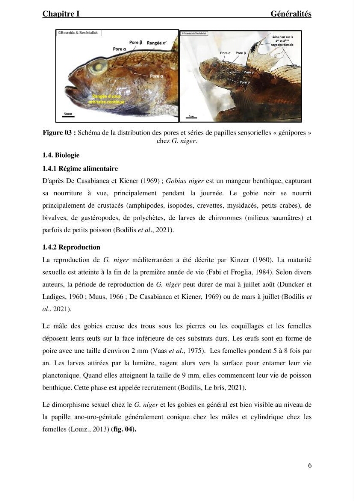 Contribution à l’étude du gobie noir Gobius niger L., 1785 (Actinopterygii, Gobiiformes) de la côte algérienne : dynamique des populations.