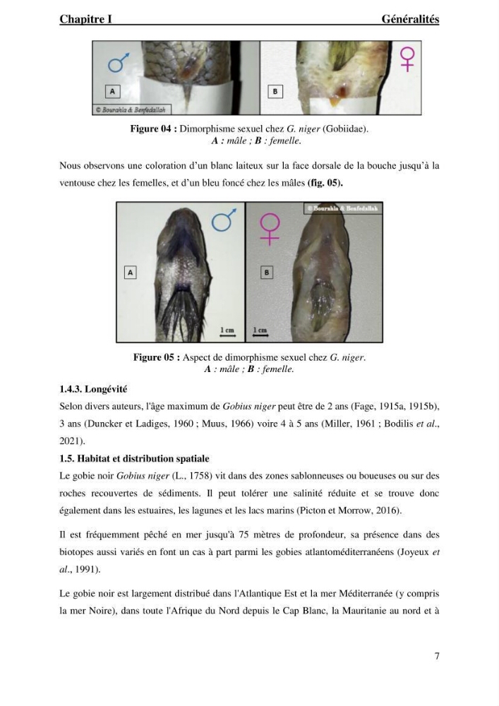 Contribution à l’étude du gobie noir Gobius niger L., 1785 (Actinopterygii, Gobiiformes) de la côte algérienne : dynamique des populations.