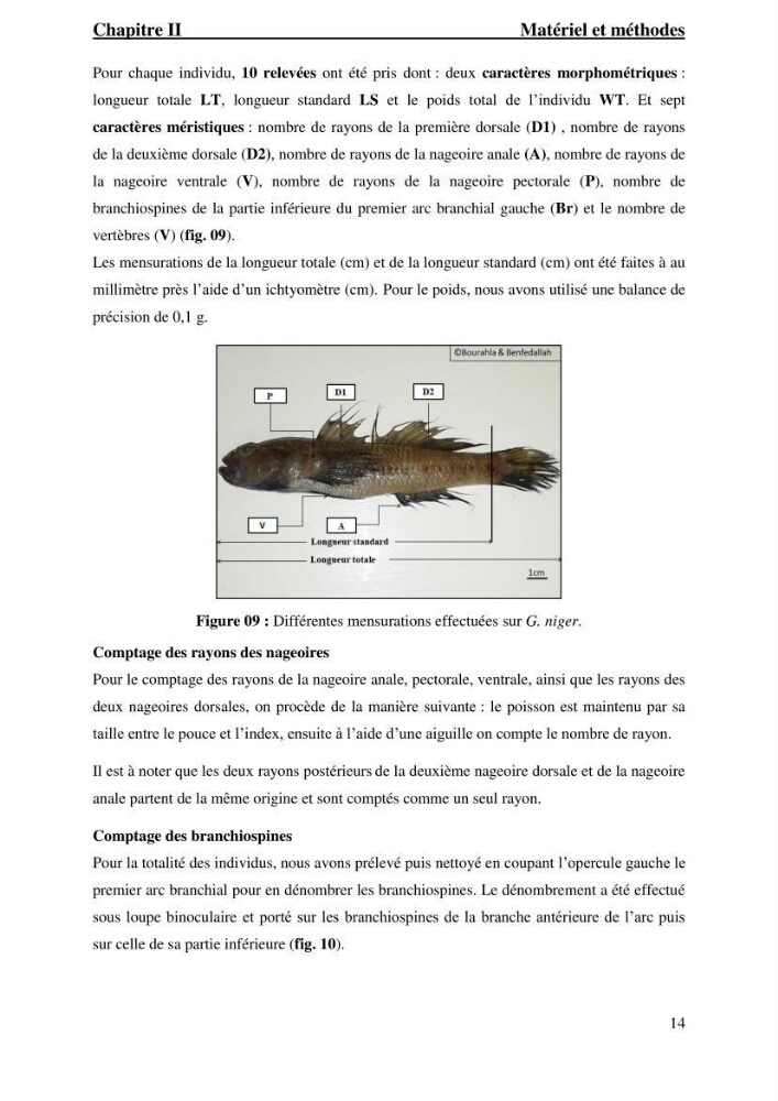 Contribution à l’étude du gobie noir Gobius niger L., 1785 (Actinopterygii, Gobiiformes) de la côte algérienne : dynamique des populations.