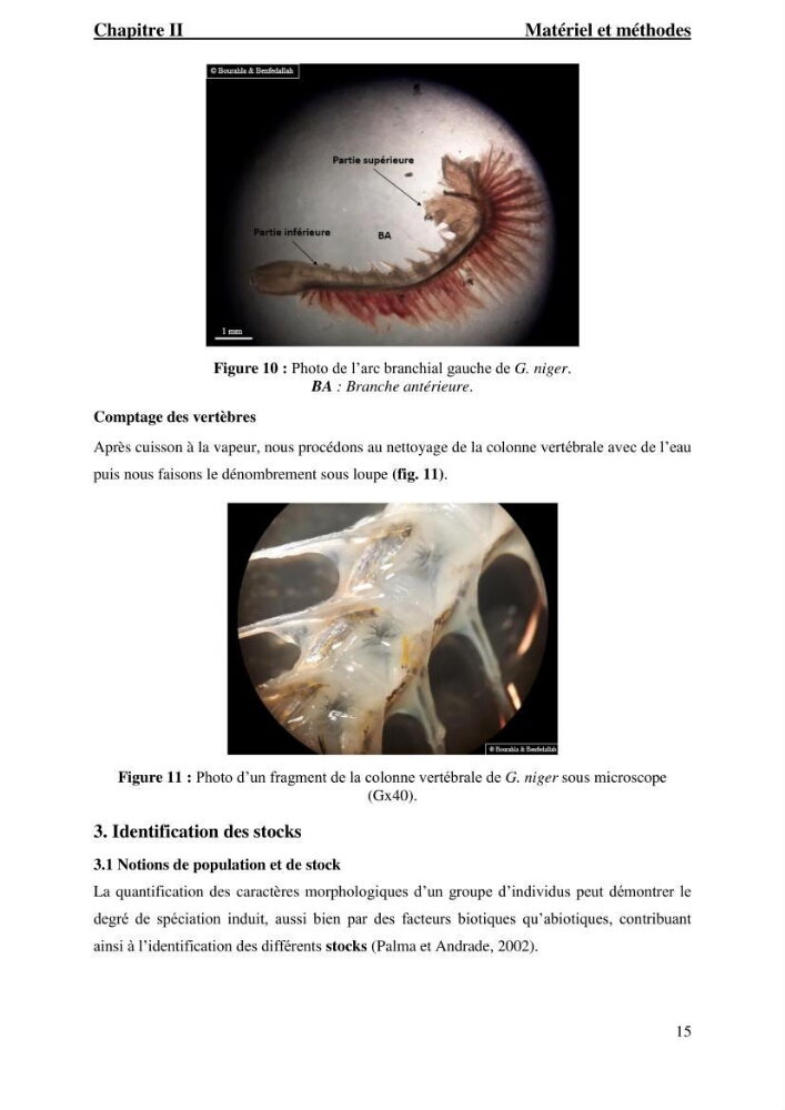 Contribution à l’étude du gobie noir Gobius niger L., 1785 (Actinopterygii, Gobiiformes) de la côte algérienne : dynamique des populations.