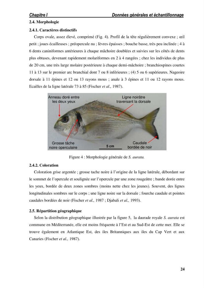 Ecologie, biologie, morphométrie et exploitation de la daurade royale Sparus aurata Linné, 1758 dans la région de SKIKDA.