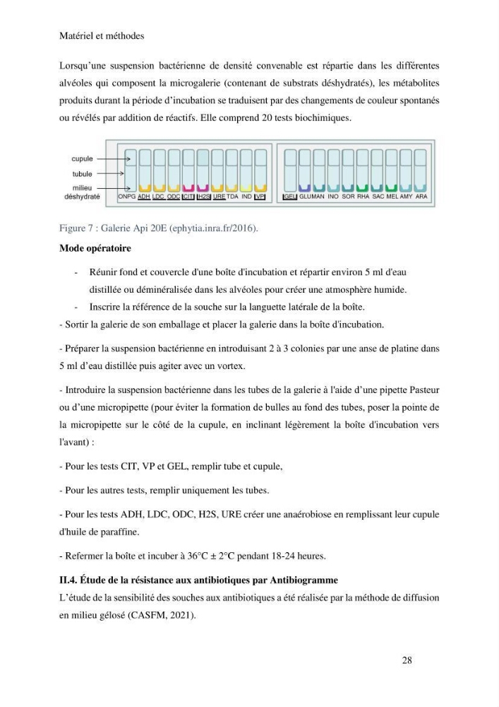 Caractérisation et évaluation de la résistance aux antibiotiques chez les entérocoques sp isolés dans le milieu marin: