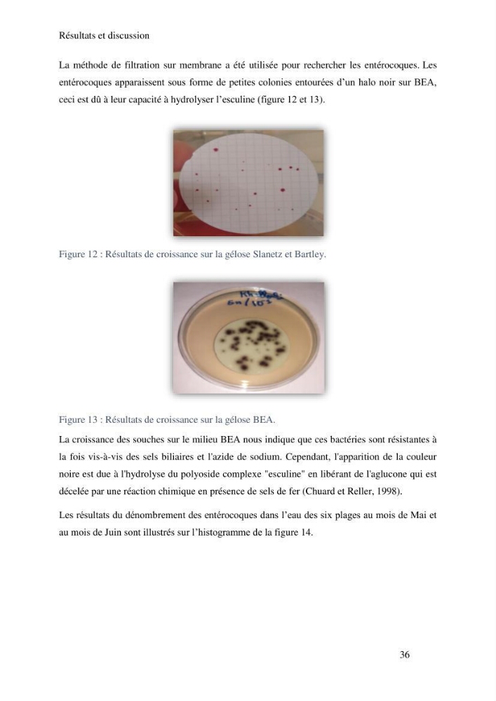 Caractérisation et évaluation de la résistance aux antibiotiques chez les entérocoques sp isolés dans le milieu marin: