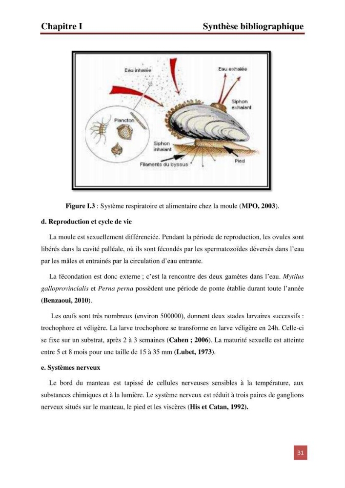 Evaluation du taux des hydrocarbures aromatiques polycycliques chez le mollusque Patella.sp et les moules du littoral Algérois