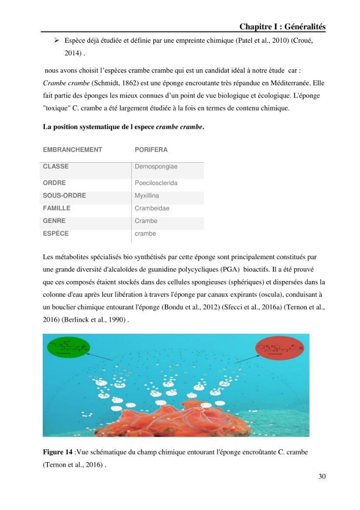 Extraction des métabolites secondaires de l\'éponge cultive Crambe Crambe