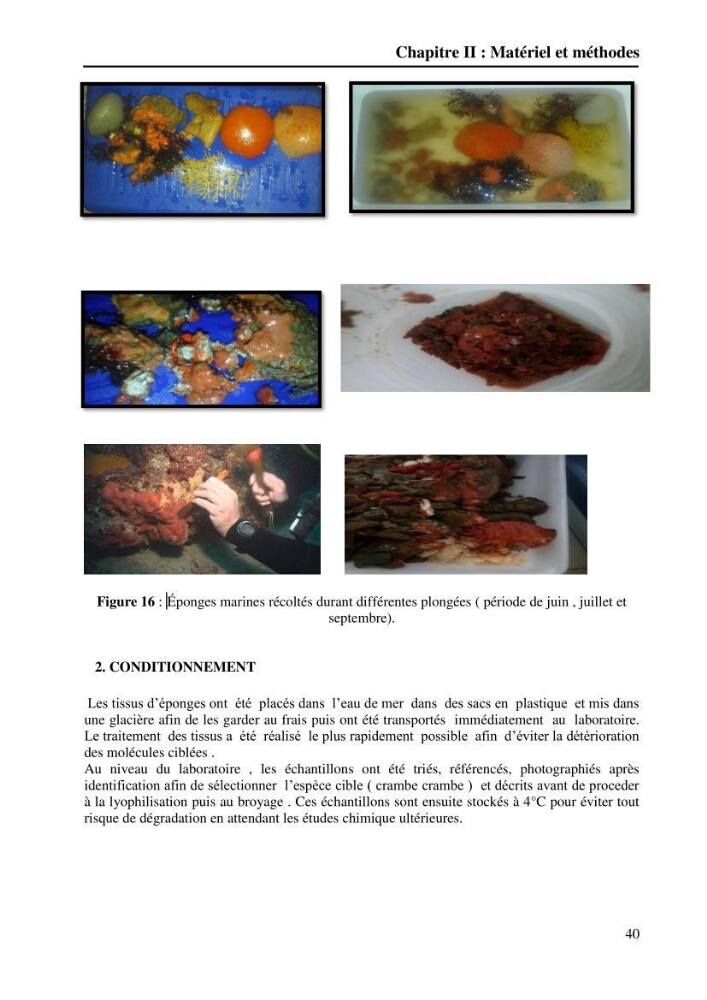 Extraction des métabolites secondaires de l\'éponge cultive Crambe Crambe