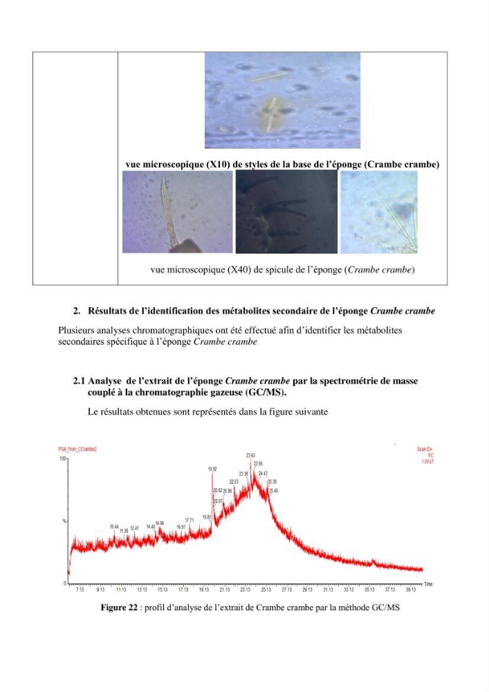 Extraction des métabolites secondaires de l\'éponge cultive Crambe Crambe