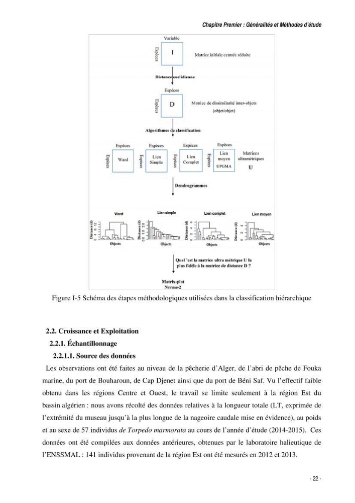 Comportement, Croissance et Exploitation de Torpedo marmorata Risso, 1810 (CHONDRICHTHYENS, TORPEDINIDAE) dans le bassin Algérien: