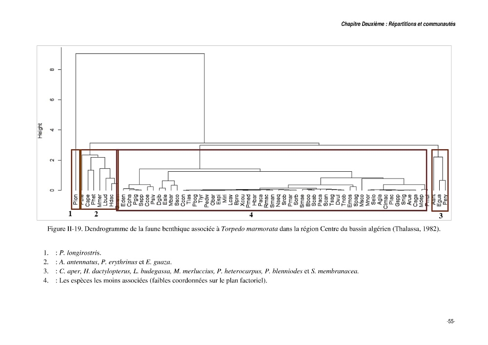 Comportement, Croissance et Exploitation de Torpedo marmorata Risso, 1810 (CHONDRICHTHYENS, TORPEDINIDAE) dans le bassin Algérien: