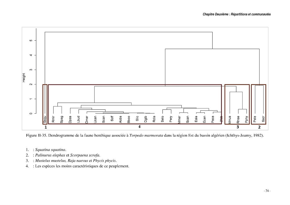Comportement, Croissance et Exploitation de Torpedo marmorata Risso, 1810 (CHONDRICHTHYENS, TORPEDINIDAE) dans le bassin Algérien: