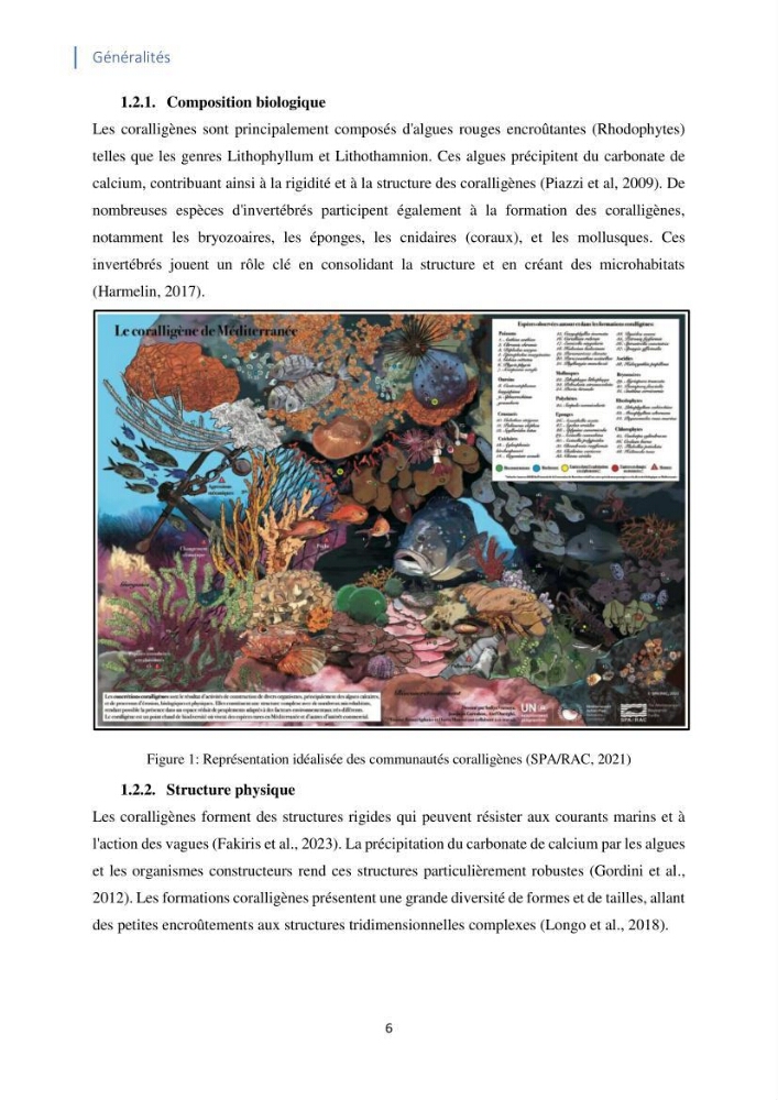 Faune et flore associées à l’écosystème à coralligène de la côte algérienne