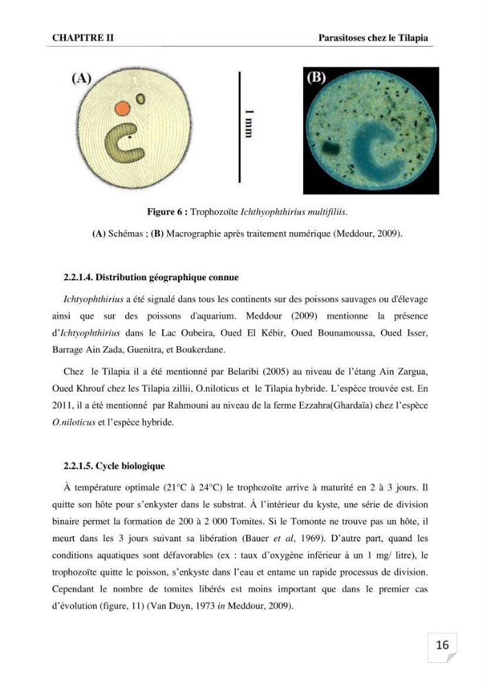 Inventaire des parasites en Tilapiculture dans le sud de l\'Algerie