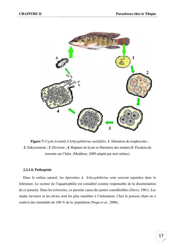 Inventaire des parasites en Tilapiculture dans le sud de l\'Algerie