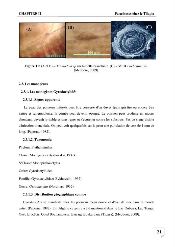 Inventaire des parasites en Tilapiculture dans le sud de l\'Algerie
