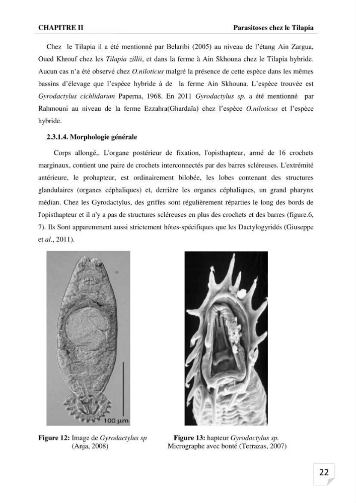 Inventaire des parasites en Tilapiculture dans le sud de l\'Algerie