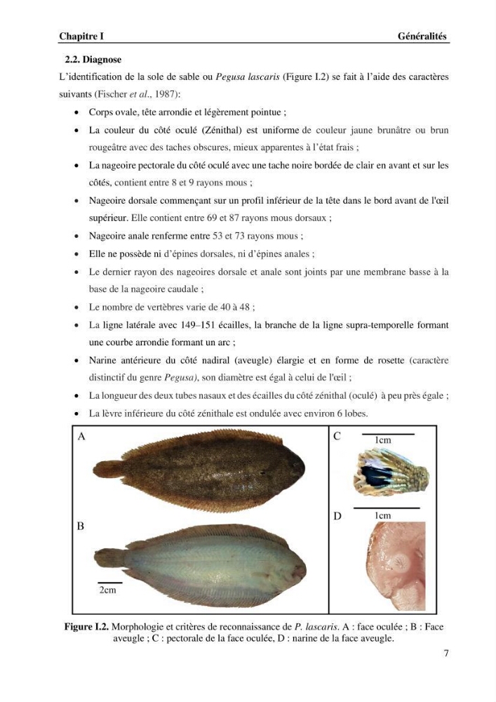 Effet de la température du milieu sur la reproduction et la croissance de Pegusa Lascaris ( Risso,1810) des eaux centre algérienne selon la théorie DEB