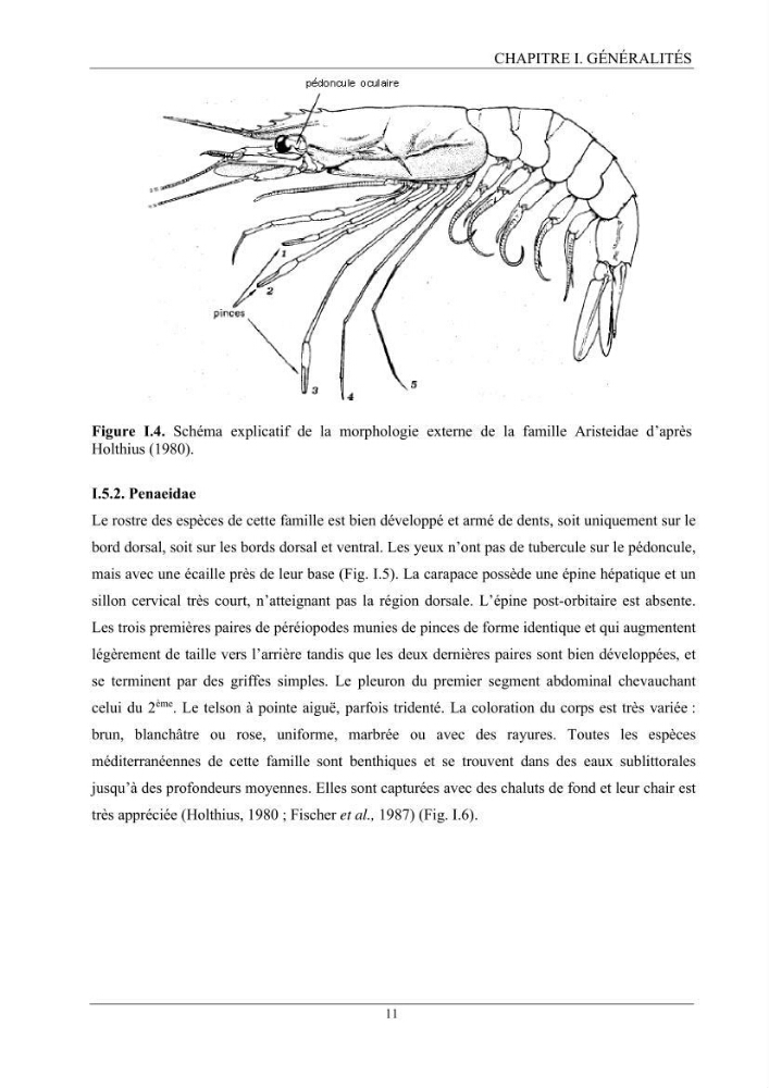 Contribution à l’inventaire des crevettes (Crustacea, Decapoda) dans la région centre du bassin Algérien: