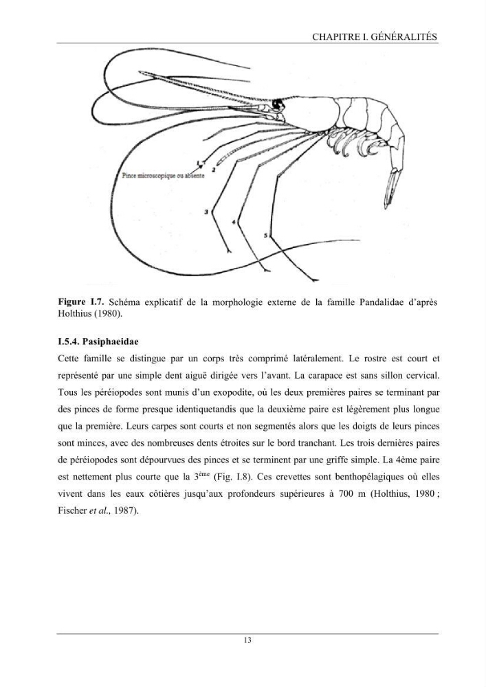 Contribution à l’inventaire des crevettes (Crustacea, Decapoda) dans la région centre du bassin Algérien: