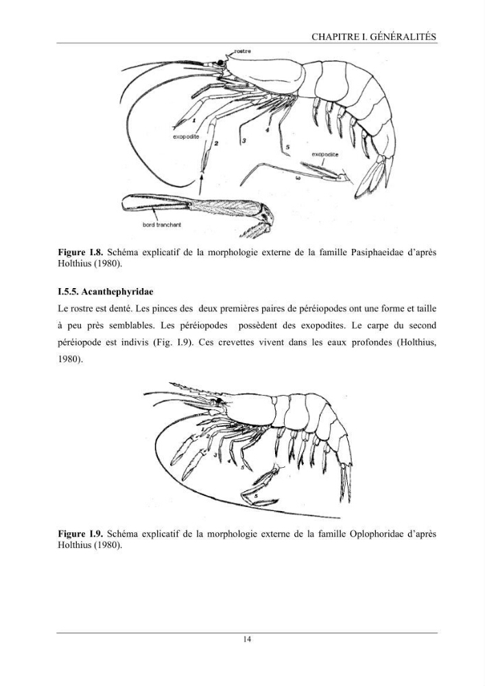 Contribution à l’inventaire des crevettes (Crustacea, Decapoda) dans la région centre du bassin Algérien: