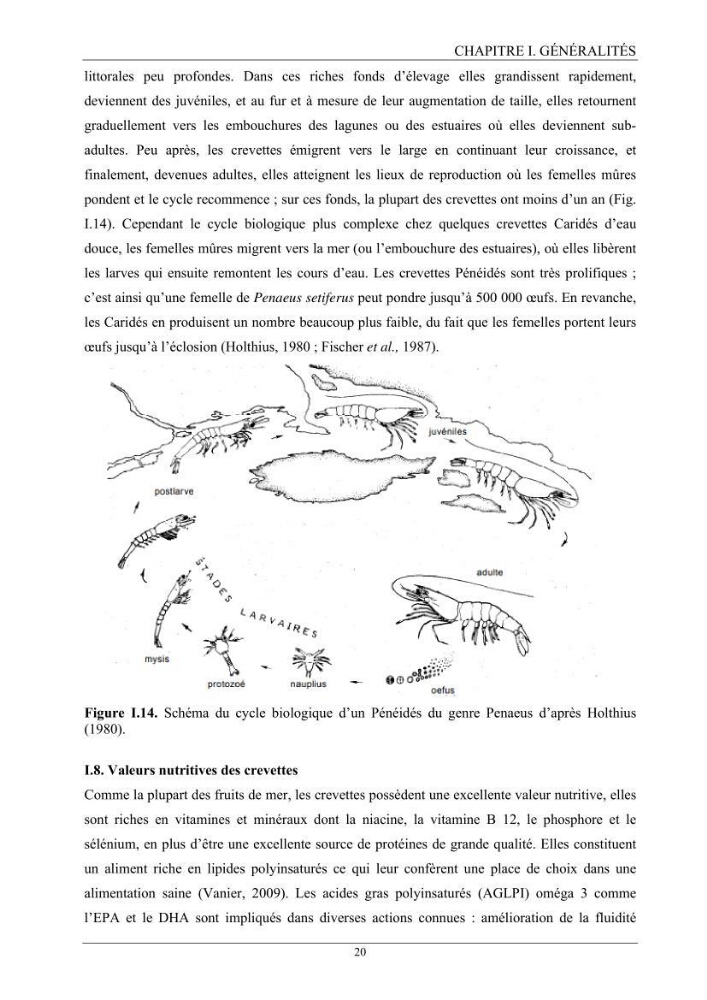 Contribution à l’inventaire des crevettes (Crustacea, Decapoda) dans la région centre du bassin Algérien: