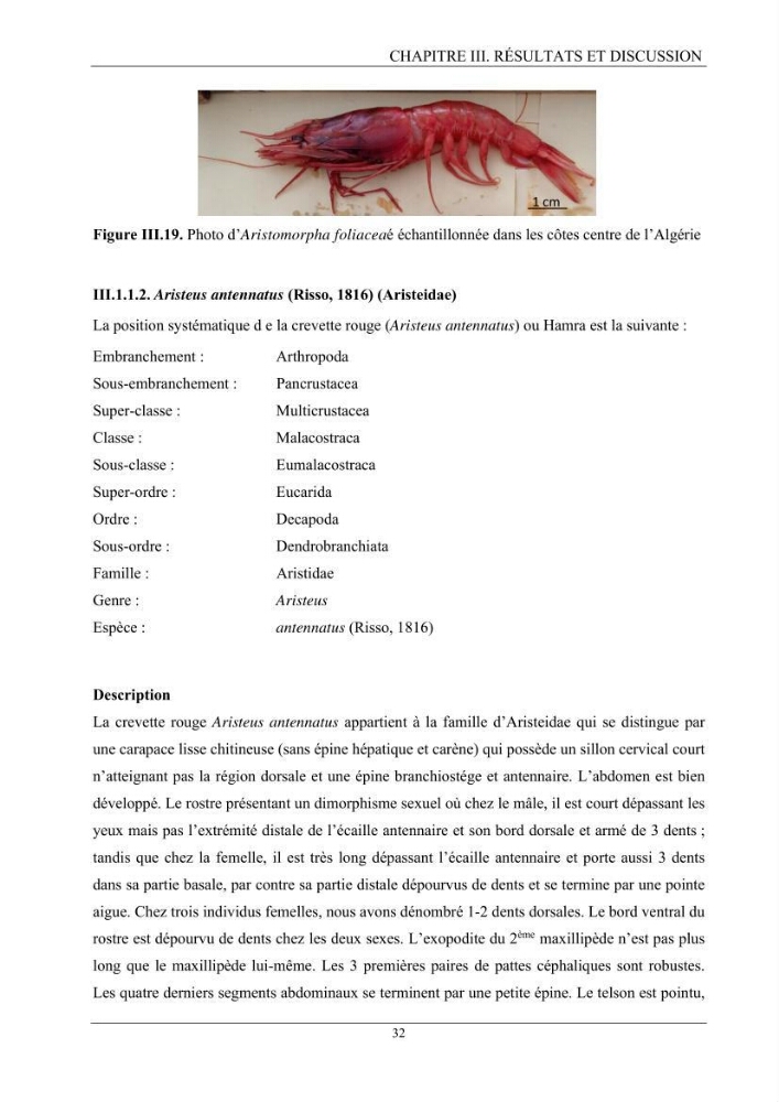Contribution à l’inventaire des crevettes (Crustacea, Decapoda) dans la région centre du bassin Algérien: