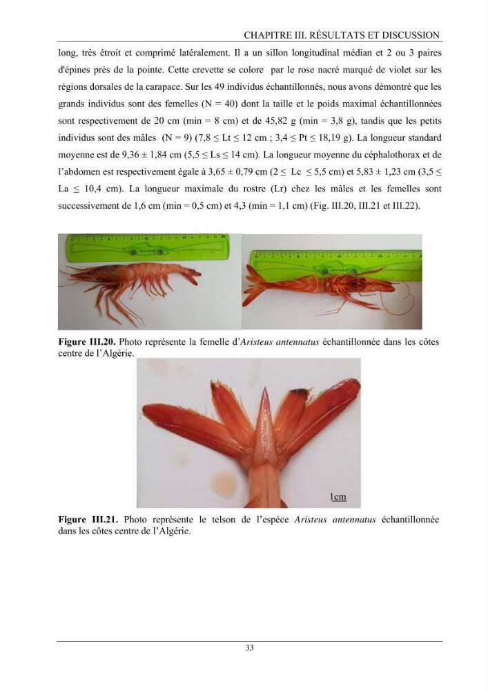 Contribution à l’inventaire des crevettes (Crustacea, Decapoda) dans la région centre du bassin Algérien: