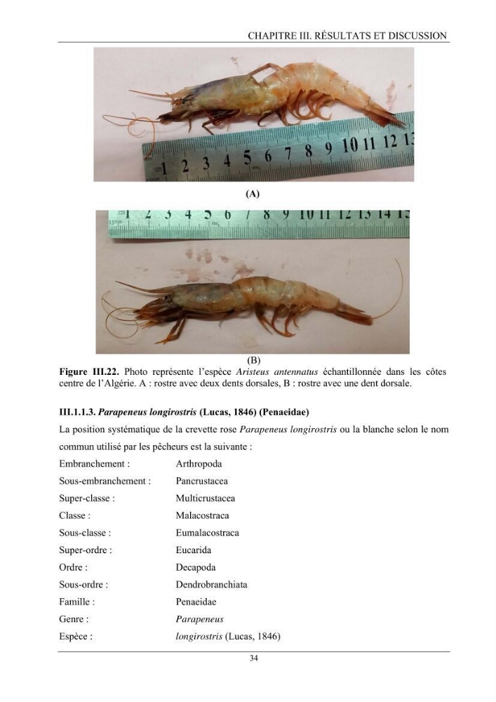 Contribution à l’inventaire des crevettes (Crustacea, Decapoda) dans la région centre du bassin Algérien: